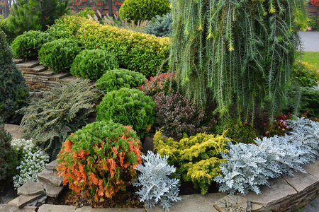 Flowerbed with decorative trees, bushes and flowers in the summer garden, park design.の写真素材