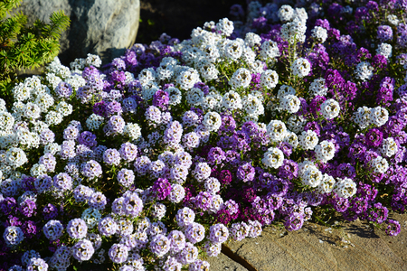 White, lilac and violet flowers alyssum on flowerbed in summer garden.の写真素材