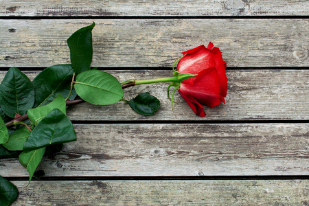 Red or scarlet rose with green leaves on the background of rough wooden gray planks.の写真素材