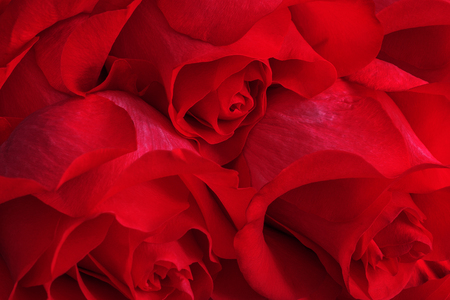 Bouquet of live red or scarlet roses close-up, floral background.の写真素材
