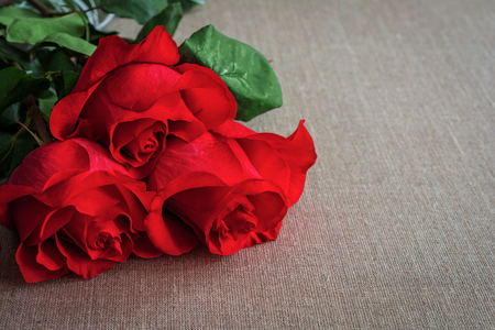 Bouquet of live red or scarlet roses with green leaves on the background of rough gray linen cloth.の写真素材