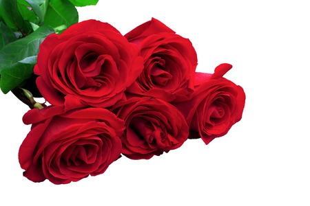 Red or scarlet roses with green leaves. Isolated, white background.の写真素材