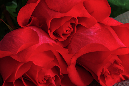 Bouquet of live red or scarlet roses close-up, floral background.の写真素材