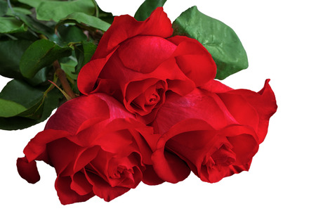 Red or scarlet roses with green leaves. Isolated, white background.の写真素材