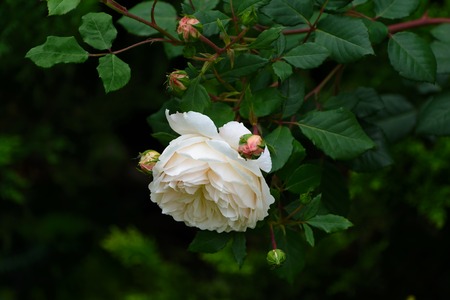 Flower of cream rose in the summer garden. English Rose Crocus Rose of David Austin.の写真素材
