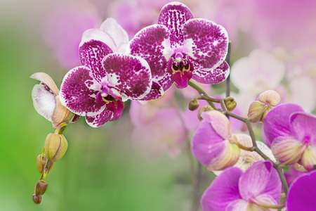 Spotted purple flowers of orchids phalaenopsis, living tropical plant.の写真素材