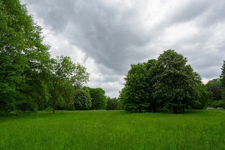 Spring landscape with meadow, flowering chestnut and other trees. 

Park "Oleksandriya" in Bila Tserkva, Ukraine.の写真素材