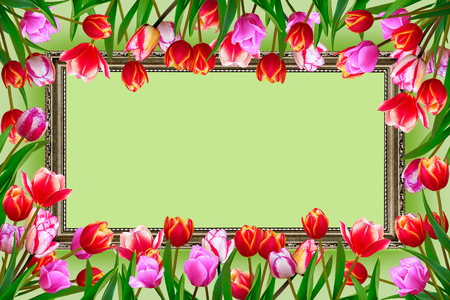 Frame of bouquet of spring fresh flowers, tulips with multi-colored petals.の写真素材