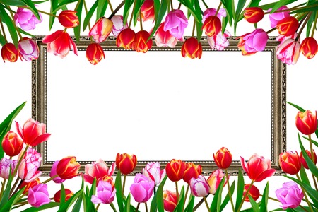 Bouquet of spring fresh flowers, tulips with multi-colored petals. Isolated, white background.の写真素材
