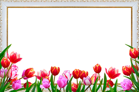 Bouquet of spring fresh flowers, tulips with multi-colored petals. Isolated, white background.の写真素材