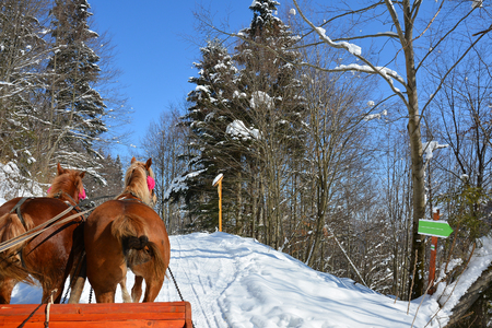 Walking on a frosty winter sunny day in sleigh with horse harness. Snow-covered road in the winter forest.の写真素材