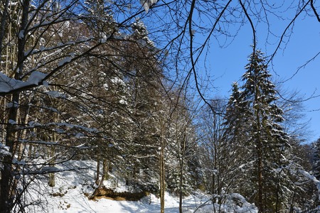 Snow-covered forest on winter frosty sunny day, bright blue sky.の写真素材