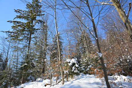 Snow-covered forest on winter frosty sunny day, bright blue sky.の写真素材
