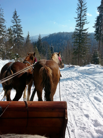 Walking on a frosty winter sunny day in sleigh with horse harness. Snow-covered road in the winter forest.の写真素材