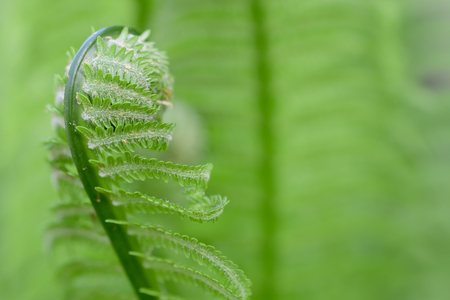 Vernal unfolding fern leaves. Young sprouts of fern of light green color.の写真素材