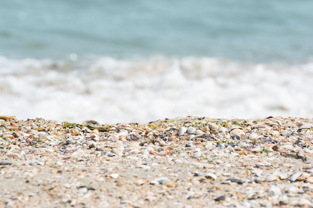 Seashells on a sandy beach near the sea, summer sunny day. Sea wave.の写真素材