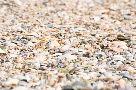 Seashells on a sandy beach near the sea, summer sunny day.の写真素材