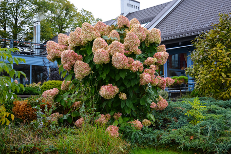 Bush of pink hydrangea with large buds. Flower arrangement in the autumn park. Ornamental garden and landscape design.のeditorial素材