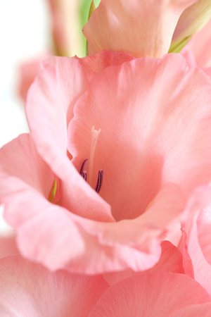 Bouquet of pink and white gladioli. Rose-color petals of gladiolus flowers close up.の写真素材