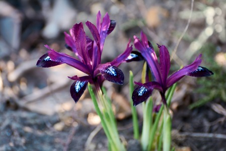 Purple flowers of iris with delicate petals, the first spring flowers. In the springtime garden.の写真素材