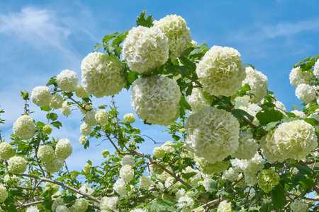 White flowers of viburnum snow ball in spring garden. Guelder rose boule de neige.