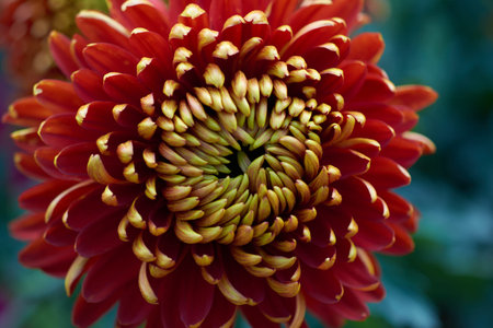 Chrysanthemum grandiflorum Ramat. Taylor. Decorative composition of red-yellow chrysanthemum...