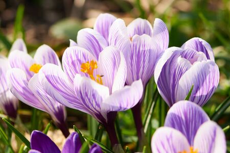 Violet crocuses - small, spring flowering plant of the iris family.の写真素材
