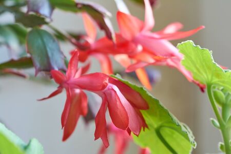 Red schlumbergera flowers, blooming christmas cactus. Decorative flowering houseplant.の写真素材
