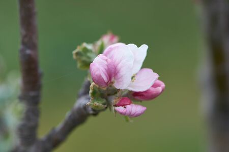 Sweet pink flowers blooming apple-tree, apple in the spring garden. Blossoming fruit tree.の写真素材