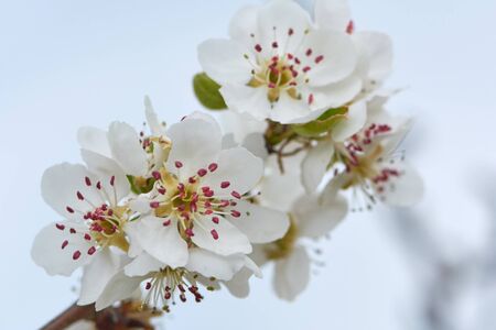 Sweet white flowers blooming pear-tree, pear in the spring garden. Blossoming fruit tree.の写真素材