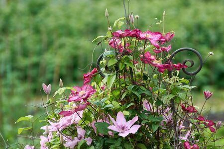 Flowers of pink and red clematis in the spring garden. Bush of lilac clematis.の写真素材
