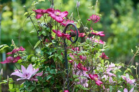 Flowers of pink and red clematis in the spring garden. Bush of lilac clematis.の写真素材