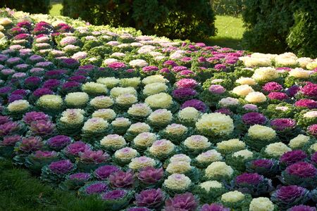 Decorative composition of fresh decorative brassica oleracea, autumn bouquet. Multicolored decorative cabbage in autumn botanical garden.の写真素材