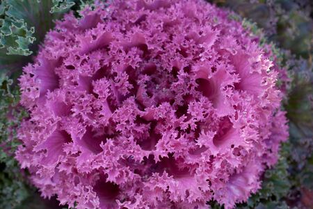 Decorative composition of fresh decorative brassica oleracea, variety Kyoto Violet Curled Leaf, autumn bouquet. Multicolored decorative cabbage in autumn botanical garden.の写真素材