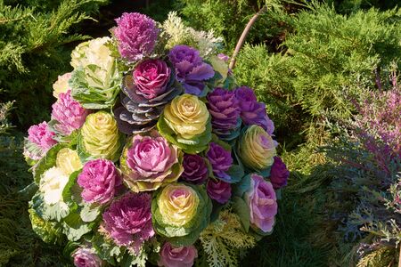 Decorative composition of fresh decorative brassica oleracea, autumn bouquet. Multicolored decorative cabbage in autumn botanical garden.の写真素材