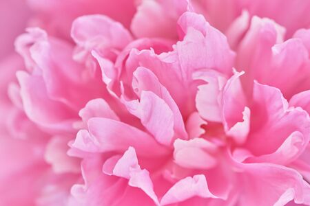Background image of delicate petals of pink peony. Decorative flowering plant, flowers from the spring garden.の写真素材