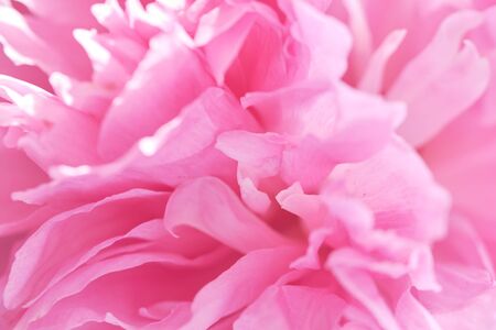 Background image of delicate petals of pink peony. Decorative flowering plant, flowers from the spring garden.の写真素材