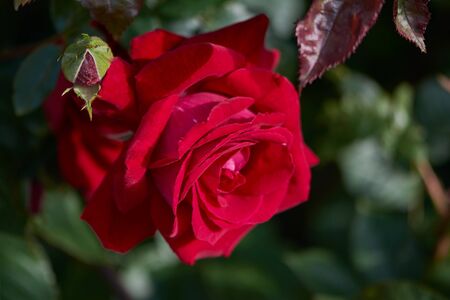 Flower of red rose in the summer garden. Lively rose with scarlet petals. Decorative flowering plant.の写真素材