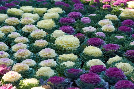 Decorative composition of fresh decorative brassica oleracea, autumn bouquet. Multicolored decorative cabbage in autumn botanical garden.の写真素材