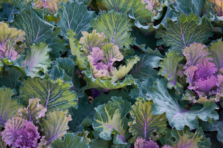 Decorative composition of fresh decorative brassica oleracea, variety Candy Floss, autumn bouquet....