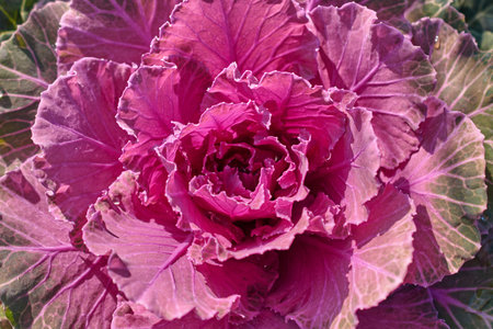 Decorative composition of fresh decorative brassica oleracea, variety Pigeon Red, autumn bouquet....