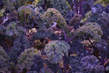 Decorative composition of fresh decorative brassica oleracea, variety Curly Scarlet, autumn bouquet....
