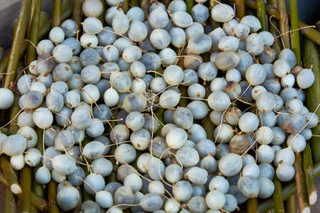 Smooth-skinned seeds of the plant Zehneria indica Keraudren winter melon. Seeds of an exotic plant in a basket.の写真素材