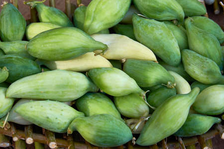 Green seeds of the plant Cyclanthera pedata L., familia Cucurbitaceae. Seeds of an exotic plant in a basket.の写真素材