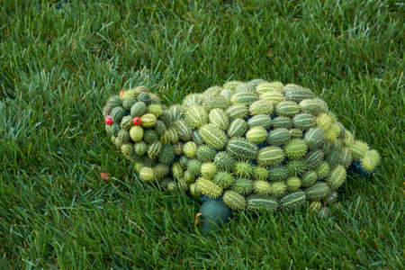 Decorative composition in the form of a turtle from a variety of seeds on green grass in the autumn garden.の写真素材