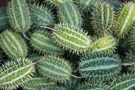 Green seeds of the plant Cucumis africanus Lindl. Seeds of an exotic plant in a basket.の写真素材