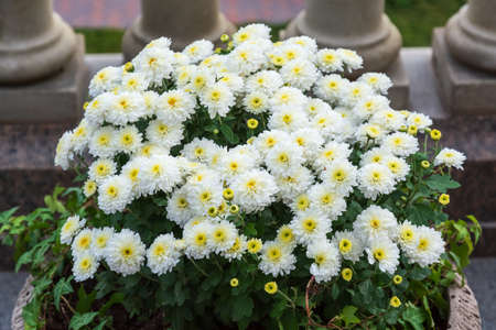 Decorative composition of white chrysanthemum, autumn bouquet. Snow-white chrysanthemum in leaf fall botanical garden.の写真素材