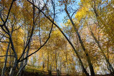 Colorful leaves of trees in the autumn forest, colors of leaf-fall. Autumnal forest landscape.の写真素材