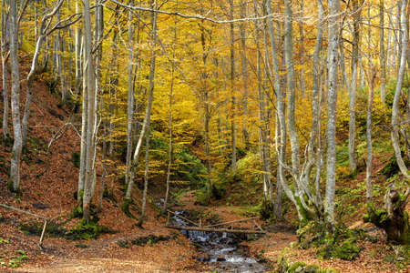 Colorful leaves of trees in the autumn forest, colors of leaf-fall. Autumnal forest landscape.の写真素材