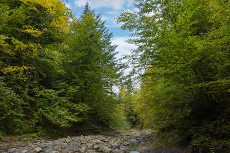 Forest footpath along the stream. Colorful leaves of trees in the autumn forest, colors of leaf-fall. Autumnal forest landscape.の写真素材